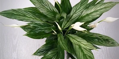 Spathiphyllum Silver Cupido - Product onThursd