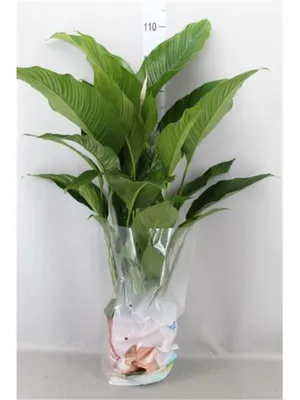 Buy house plants now Peace lily Spathiphyllum 'Silver Cupido' White |  Bakker.com