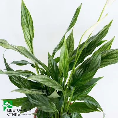 Spathiphyllum Silver Cupido Peace Lily 17cm pot - Highland Moss