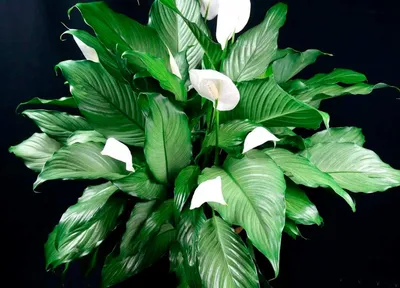 Skrzydłokwiat Spathiphyllum Silver Cupido 60cm - Leroy Merlin