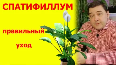 Спатифиллум Sweet Sebastia крупномер купить по цене 2849 грн | Украфлора
