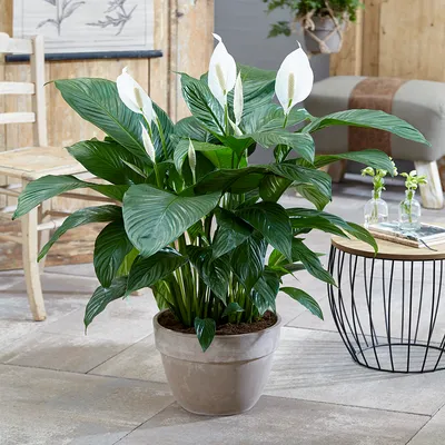 Цветок спатифиллум - уход , пересадка, сложности | Kamerplanten, Planten,  Plantendecor