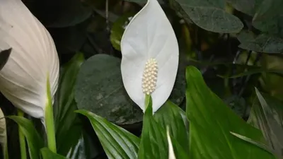 Спатифиллум - Spathiphyllum. Уход за спатифиллумом, видео