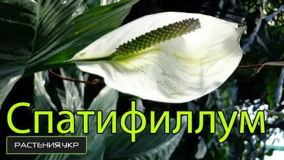 Женское счастье: как ухаживать за растением в домашних условиях