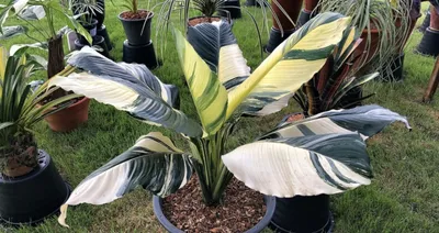 Спатифиллум / Spathiphyllum - «\"Женское счастье\" или цветок невест  выращиваю в течение 30 лет » | отзывы