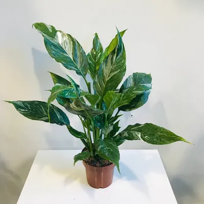 Spathiphyllum growing / Спатифиллум, обзор сортов и содержание | EXOTIC  PLANT Редкие коллекционные растения