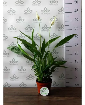 Spatifillum (Spathiphyllum) - Garden Shop