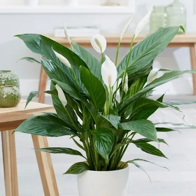 Спатифиллум Даймонд вариегатный (Spathiphyllum Diamond Variegata)