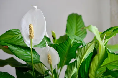 Спатифиллум - Spathiphyllum. Уход за спатифиллумом, видео