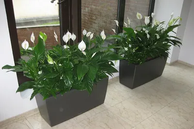 Как ухаживать за спатифиллумом в домашних условиях - Agro-Market