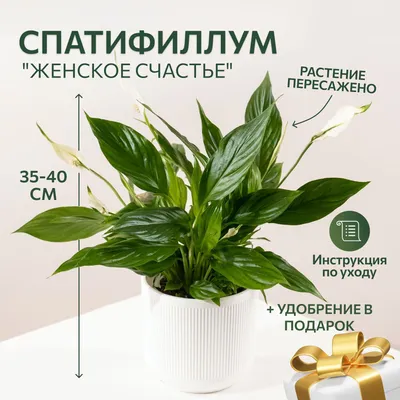 Спатифиллум в горшке купить недорого | доставка по Москве и области