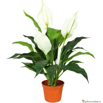 Спатифиллум - цветок \"Женское счастье\" | Идеи посадки растений, Выращивание  орхидей, Цветок