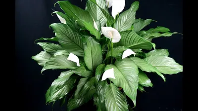 Спатифиллум (женское счастье) цветет — купить в Красноярске. Горшечные  растения и комнатные цветы на интернет-аукционе Au.ru