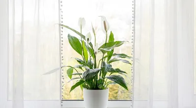 Ugospodara - 🌼Цветок \"Женское счастье\" ☝ Спатифиллум – интересное  растение, пришедшее в наши дома из Южной Америки. Одним из его главных  свойств можно назвать возможность очистки воздуха от вредных веществ, а  также