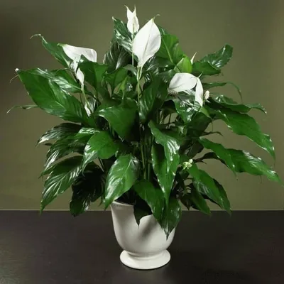 Спатифиллум прелестный (Spathiphyllum blandum) - Женское счастье