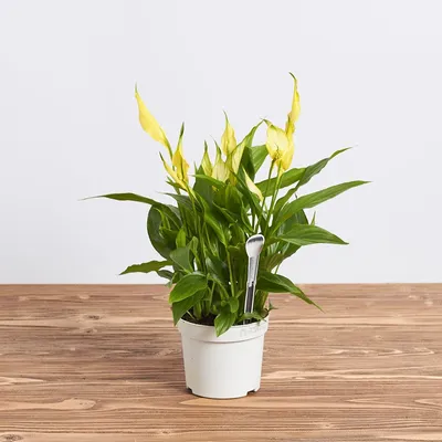 Спатифиллум (Женское Счастье). Комнатное растение для дома. — купить в  интернет-магазине по низкой цене на Яндекс Маркете