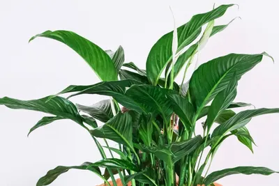 Тропический спатифиллум или Женское счастье – одно из самых популярных  комнатных растений. Цветок очень красивый и при этом неприхотлив в… |  Instagram