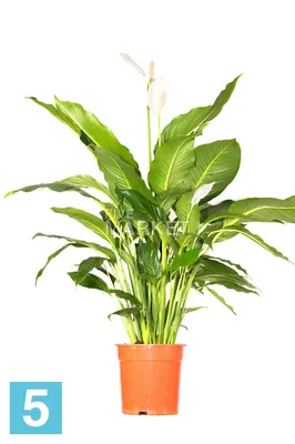 Спатифиллум, женское счастье, комнатное растение: 200 грн. - Комнатные  растения Киев на Olx