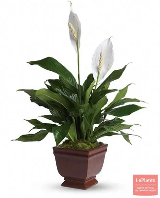 Спатифиллум (Spathiphyllum) — описание, выращивание, фото | на LePlants.ru