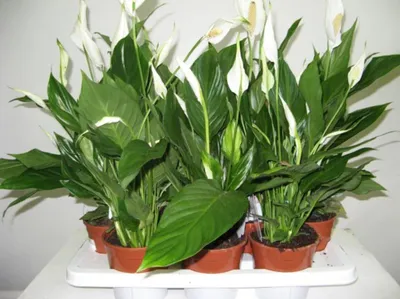 Спатифиллум: 5 причин держать цветок в своем доме - archidea.com.ua