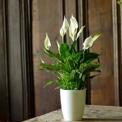 Спатифиллум: как правильно выбрать здоровый цветок и секреты его  выращивания (115 фото)