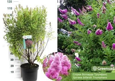 Спирея Билларда - Спирея - GardenPlants