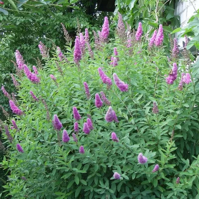 Спирея Билларда Spiraea billardii 'Triumphans' “Триумфанс” (Spiraea x  billardii 'Triumphans') - купить саженцы в Минске и Беларуси