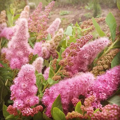Спирея Вангутта - Спирея - GardenPlants