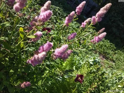 Спирея Билларда (Spiraea billardii)