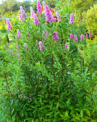 Спирея Билларда. (Spiraea x billardii) С3 купить в интернет-магазине  ЦВІТСАД с доставкой по Украине