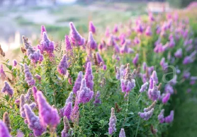 Спирея Билларда (Spiraea billardii) - Изгороди - По областям применения -  Каталог - LESKOVO-PITOMNIK.ru