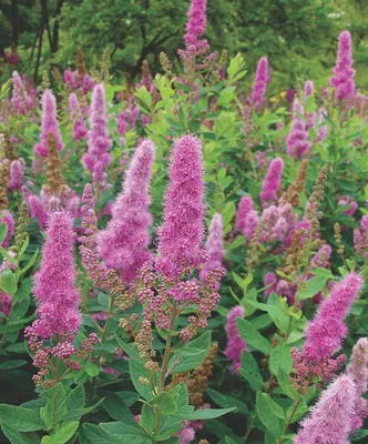 Купить Спирею Билларда в контейнере в Киеве. Саженцы спиреи Spiraea  billardii в интернет-магазине