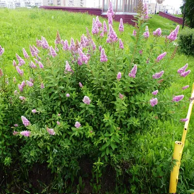 Спирея иволистная розовая / Spiraea salicifolia, заказать, купить в Перми -  Саженцы лиственных деревьев и кустарников - Питомник «Анютины Глазки»
