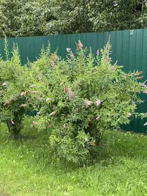 Спирея Билларда (Spiraea billardii) - Изгороди - По областям применения -  Каталог - LESKOVO-PITOMNIK.ru
