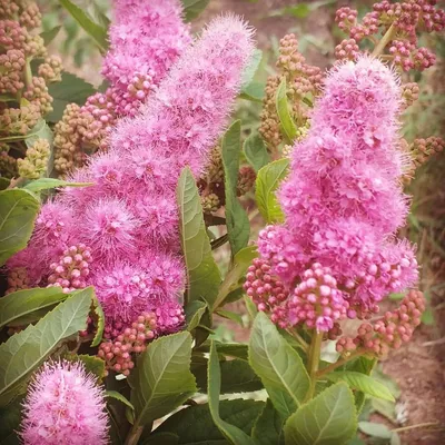 цвететвпитомнике На фото по порядку: 🔸Спирея японская Japanese Dwarf 🔸Спирея  билларда Triumphans 🔸Спирея японская Antony Watereri 🔸Спирея… | Instagram