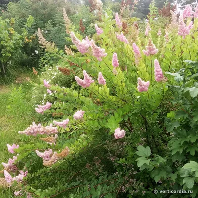Вертикордия — Спирея Билларда (Spiraea x billardii)
