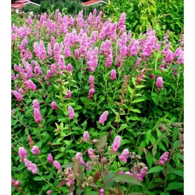 Спирея Вангутта (Spiraea vanhouttei) - Лиственные растения весна 2024 года  - купить лиственные растения спирея, кизильник, барбарис, лапчатка.