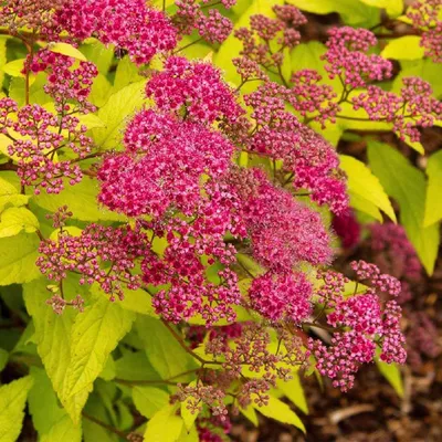 Спирея японская (Spiraea japonica `Froebelii) - Спирея японская - Спирея -  Декоративные кустарники - По виду - Каталог - LESKOVO-PITOMNIK.ru