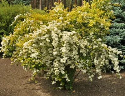 Купить Спирея японская Голдфлейм Spiraea japonica Goldflame - в питомнике  Флорини