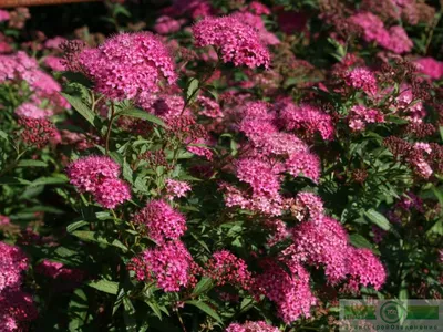 Спирея Бумальда\"Энтони Ватерер\"(Spiraea x bumaldii 'Antony Waterer' )