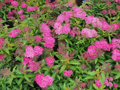 Спирея японская Литл Принцесс (Spiraea japonica Little Princess) – купить  саженец по цене от 300 ₽