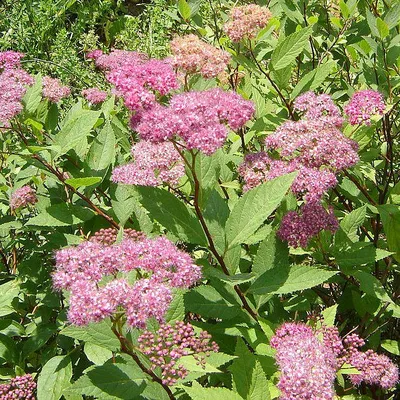 Спирея Бумальда/Spiraea x bumalda - Спирея/Spiraea - Садовый центр ЛЕТО