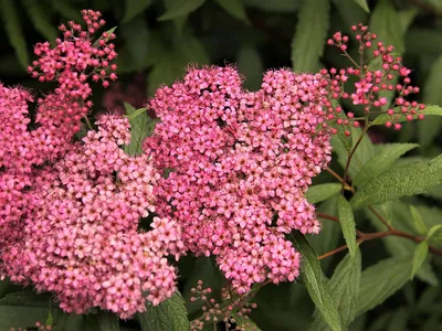 Купить Спирея Бумальда \"Антони Ватерер\" (Spiraea bumaldа 'Anthony Waterer')  от 179 руб. в интернет-магазине Архиленд с доставкой почтой по Москве и в  регионы