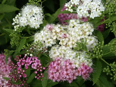 Спирея Вангутта «Голд Фонтэйн» – Erica Garden