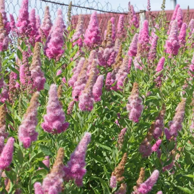 Спирея Дугласа Spiraea Douglasii купить в Москве саженцы из питомника  Greenpoint24