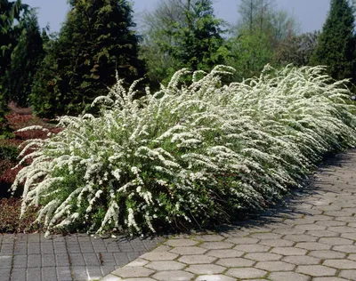 Купить Спирея серая Грефшейм Spiraea cinerea Grefsheim - в питомнике Флорини