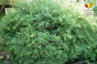 Спирея серая Грефшейм. Spiraea cinerea `Grefsheim`40-60 C7,5L