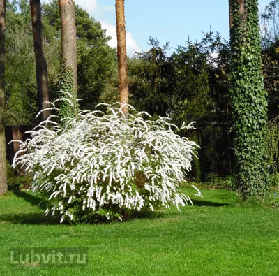 Спирея серая Грефшейм (1 шт.) из каталога Декоративные (ВЕСНА) – купить с  доставкой по Москве и России в Onlinesemena