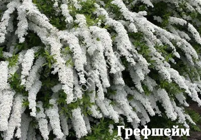 СПИРЕЯ \"ГРЕФШЕЙМ\" - ОБРЕЗКА