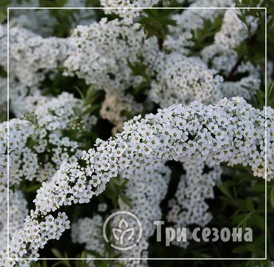Спирея пепельная (или серая) грефшейм - Каталог - SlavUsadba.ru